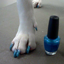 Freshly painted dog nails 