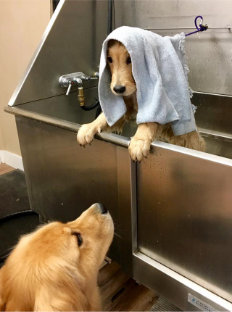 Mama dog looks at puppy in the bath