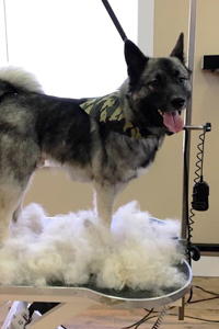 Norwegian Elkhound on the grooming table after de-shedding with all the fur surrounding him.