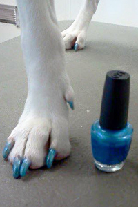 Picture of white dog paw with blue dog-safe nail polish.