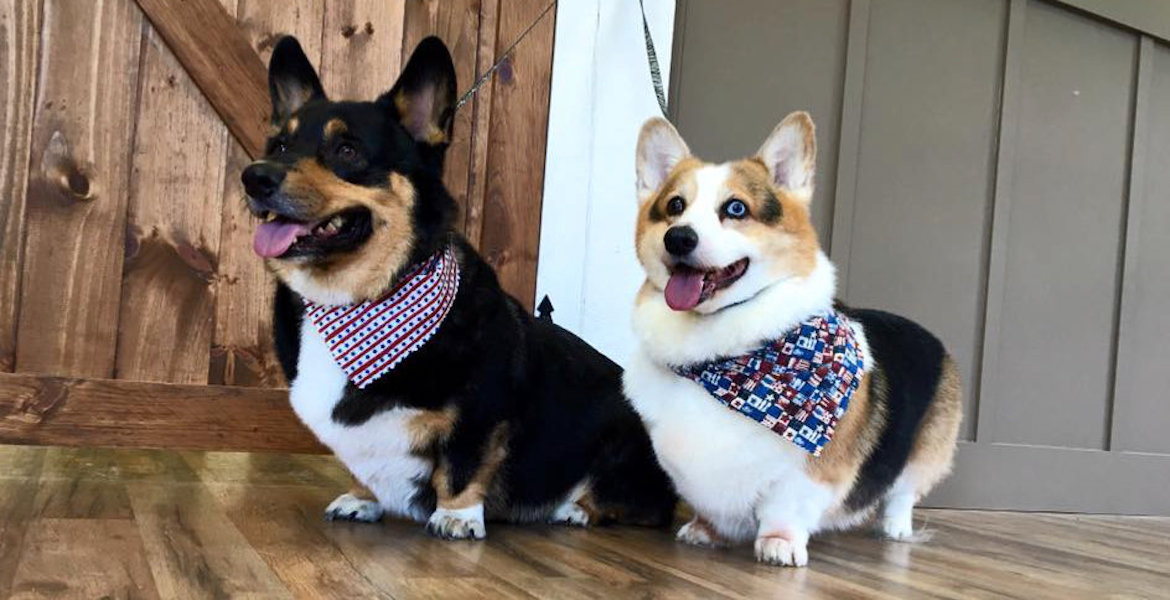 Picture of two freshly groomed corgis